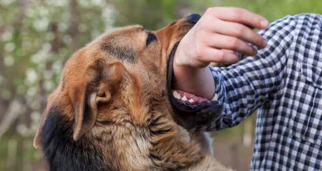Dog Bites Attorney