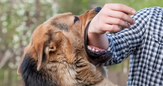 Dog Bite